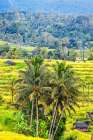 Jatiluwih Rice Terrace is a UNESCO Site, located in the Tabanan Regency of Bali, Indonesia. Art Print